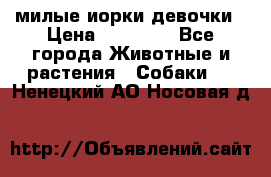 милые иорки девочки › Цена ­ 15 000 - Все города Животные и растения » Собаки   . Ненецкий АО,Носовая д.